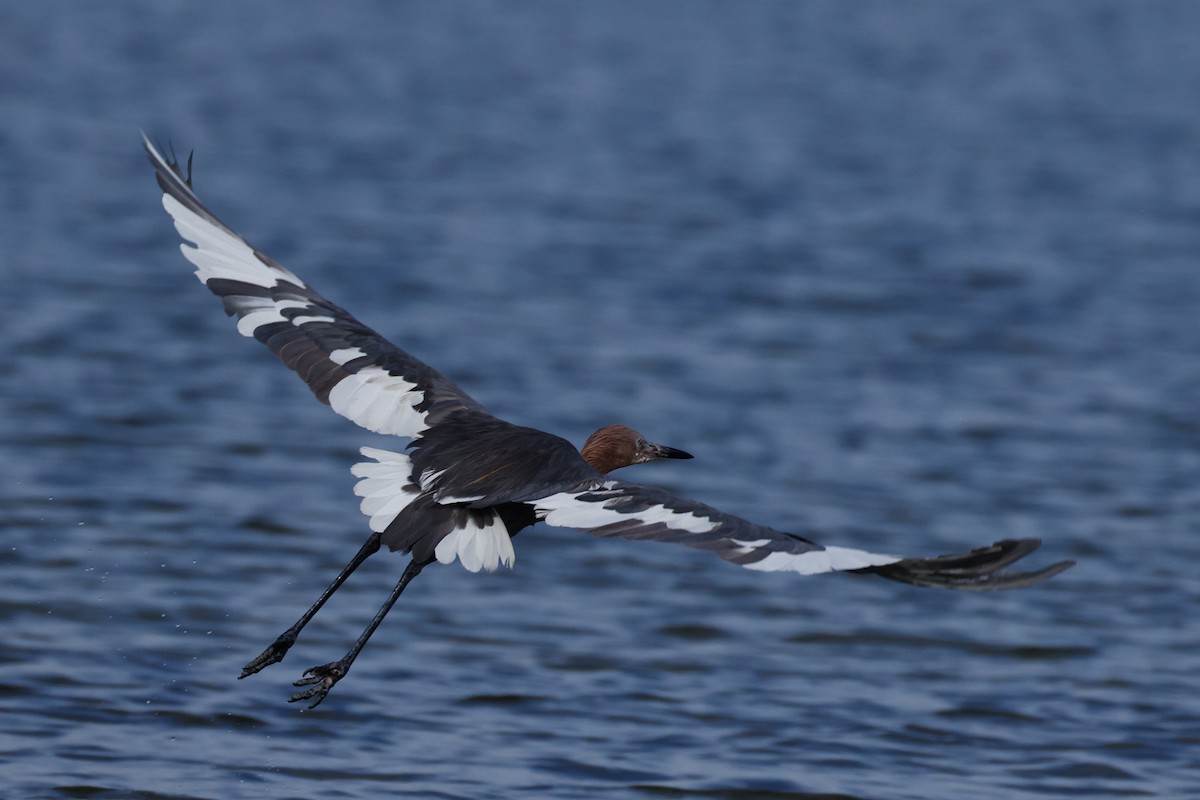 Reddish Egret - ML641082250