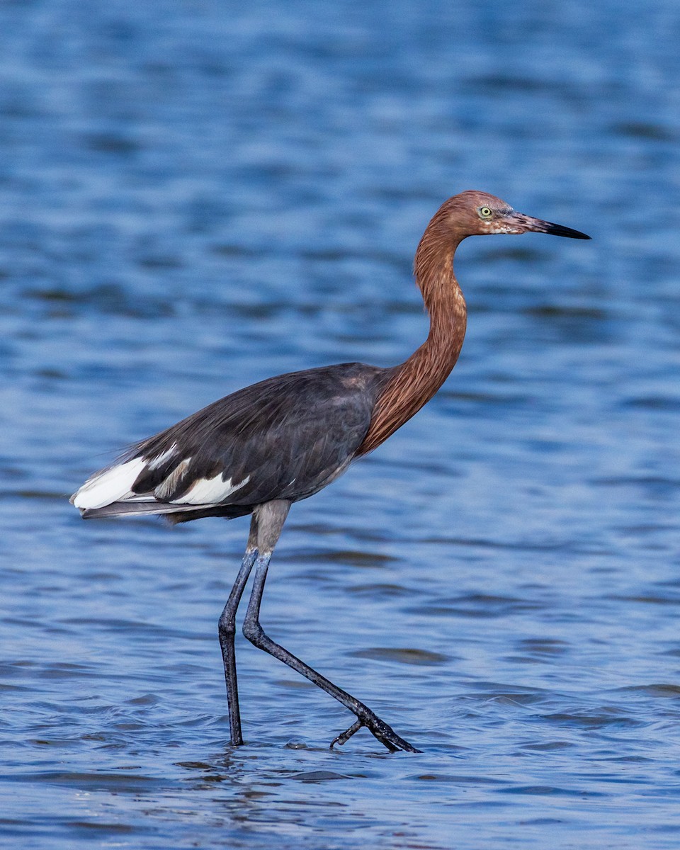 Reddish Egret - ML641082251