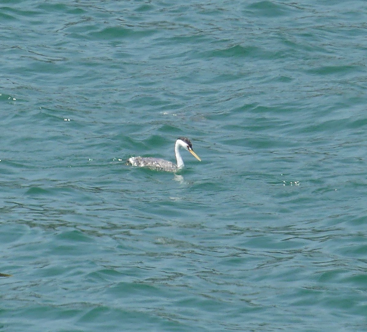 Clark's Grebe - ML641082261
