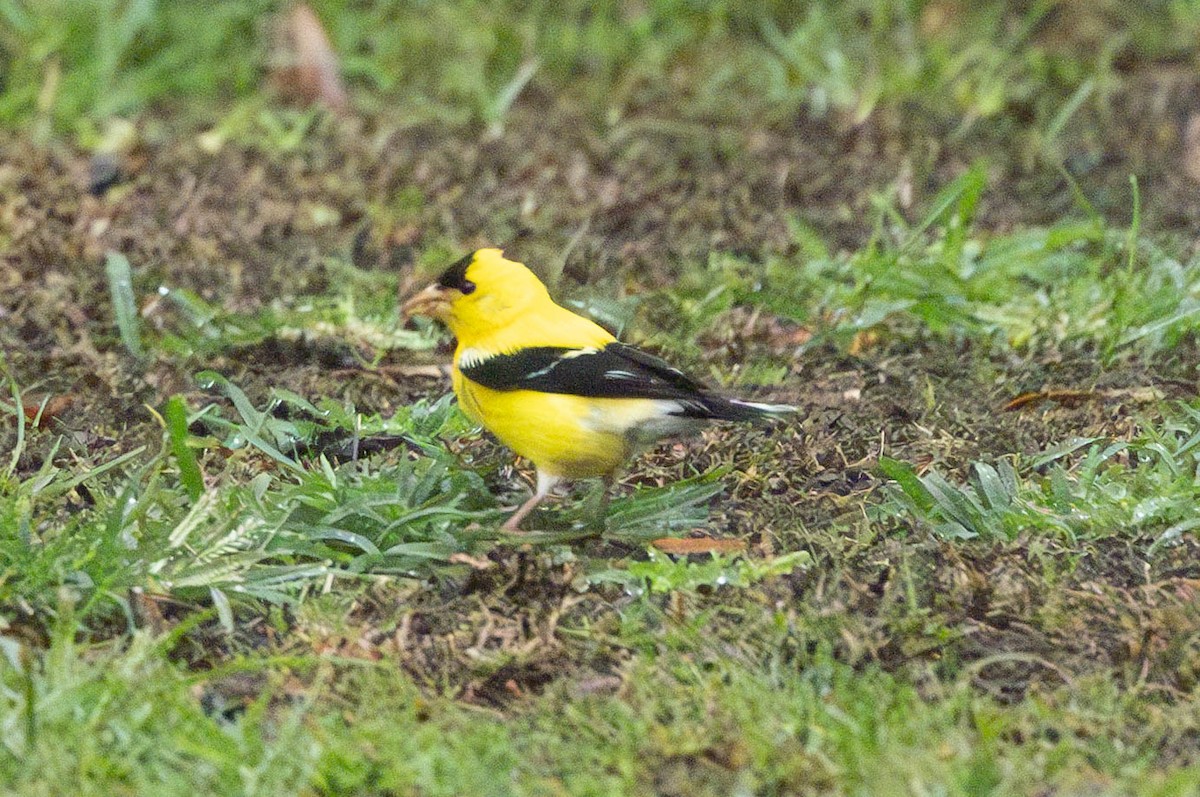 Chardonneret jaune - ML641082270