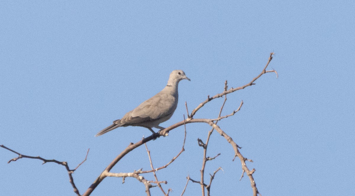 Eurasian Collared-Dove - ML641082279