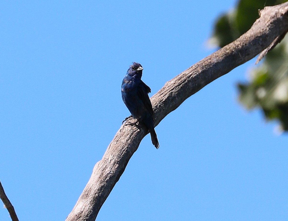 Indigo Bunting - ML641082284