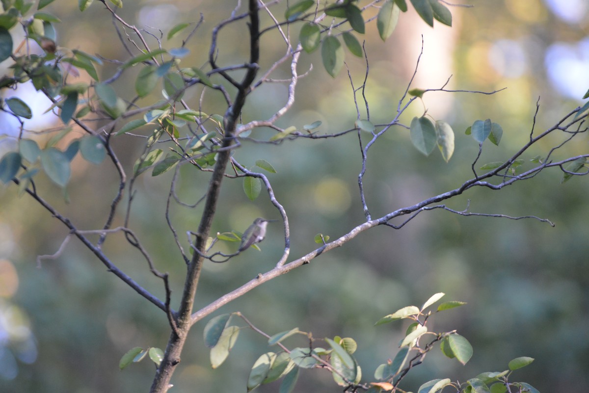 Ruby-throated Hummingbird - ML641082308