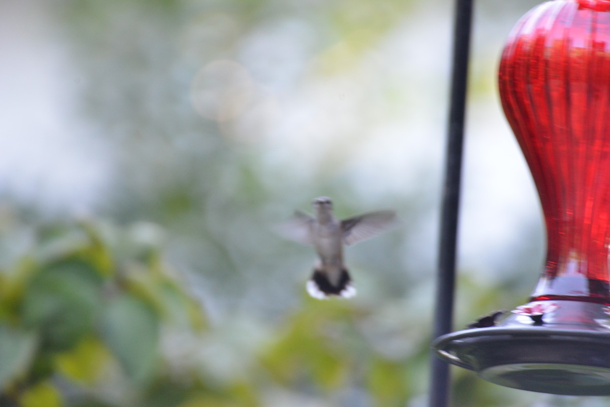 Ruby-throated Hummingbird - ML641082312