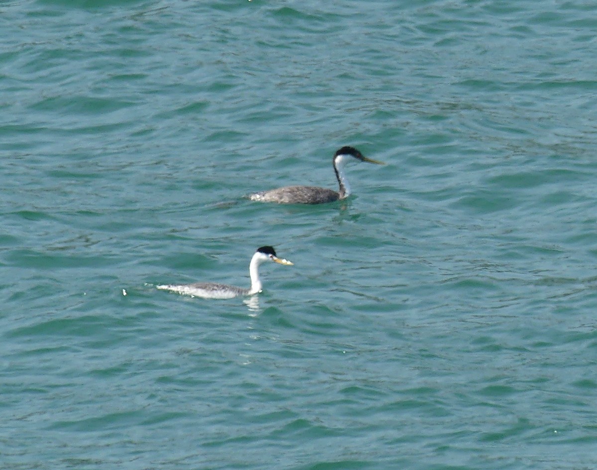 Clark's Grebe - ML641082363