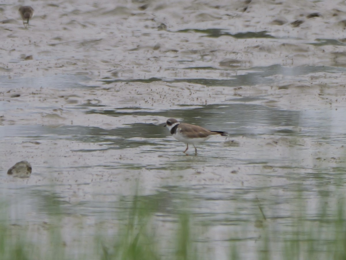 Semipalmated Plover - ML641082369