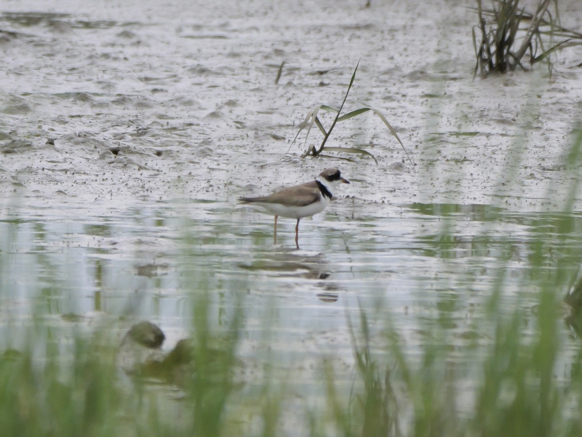 Semipalmated Plover - ML641082370