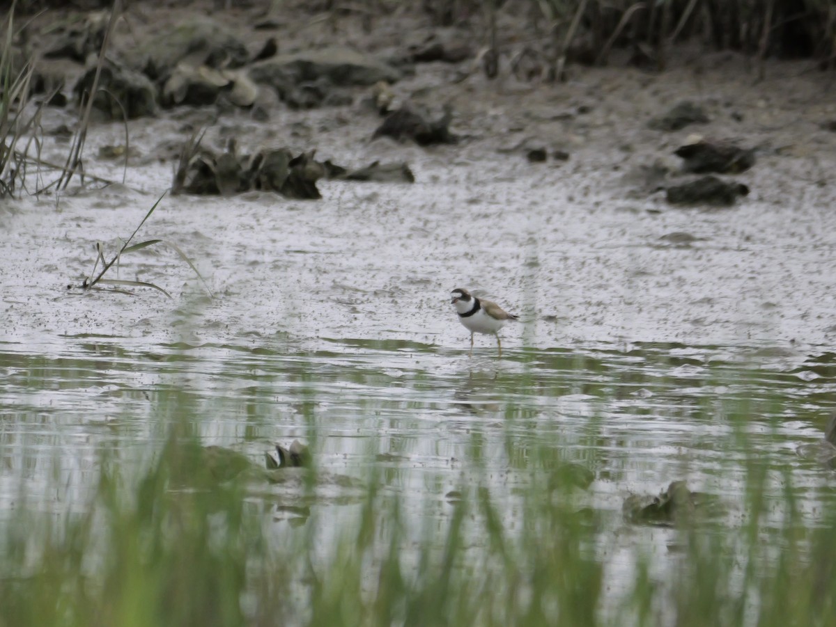 Semipalmated Plover - ML641082371