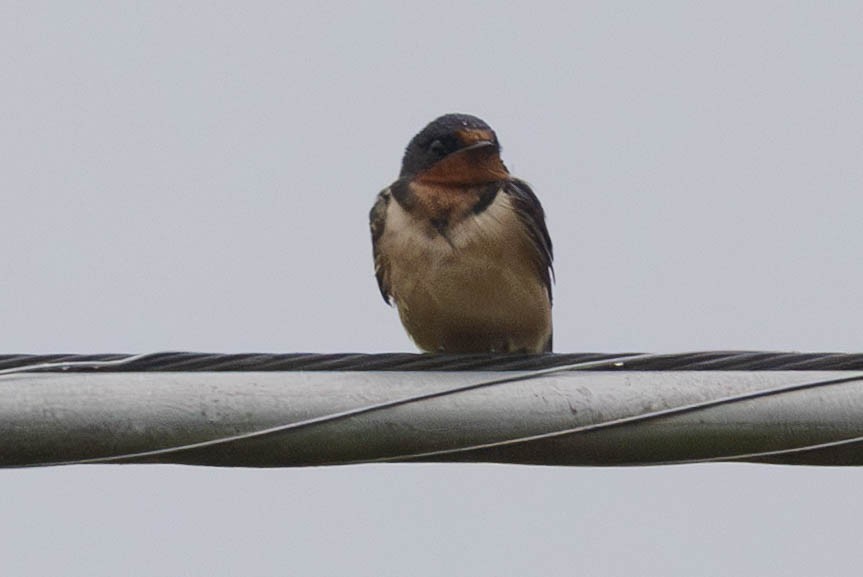 Barn Swallow - ML641082378