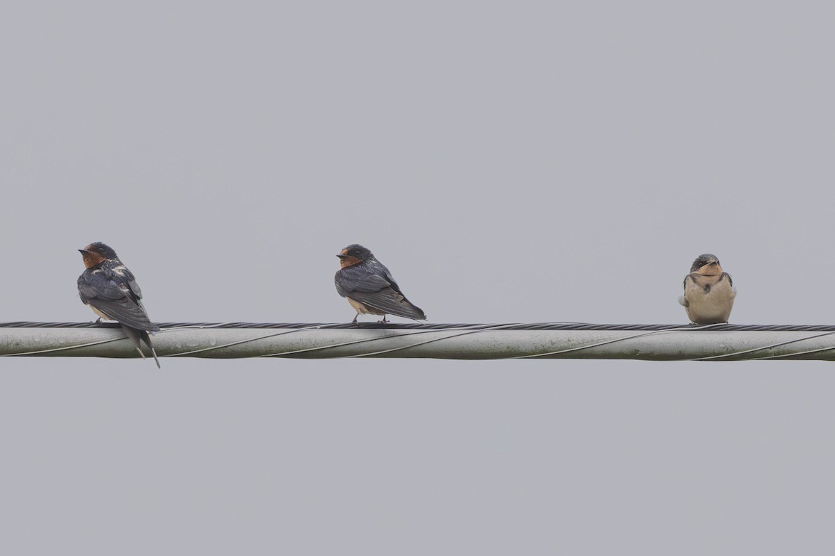 Barn Swallow - ML641082379