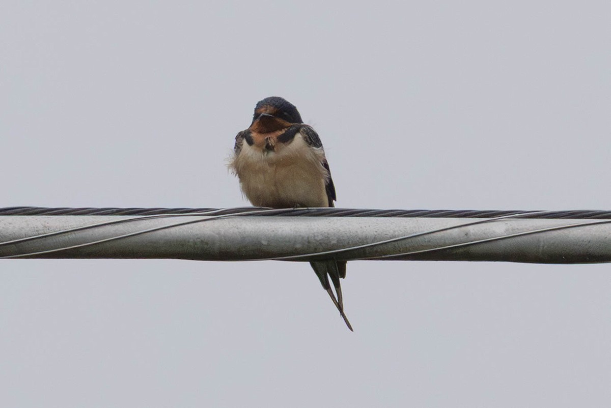 Barn Swallow - ML641082381