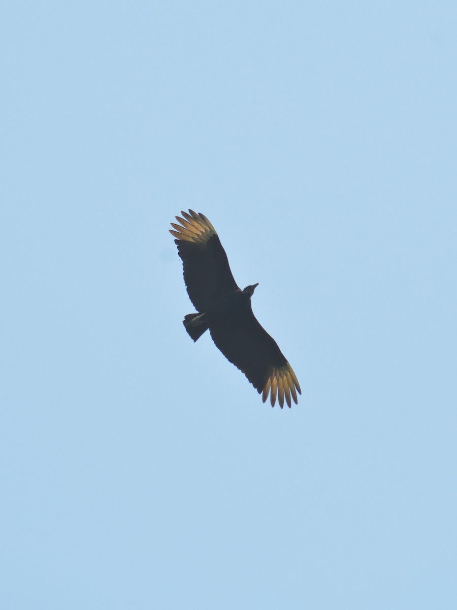 Black Vulture - ML641082410