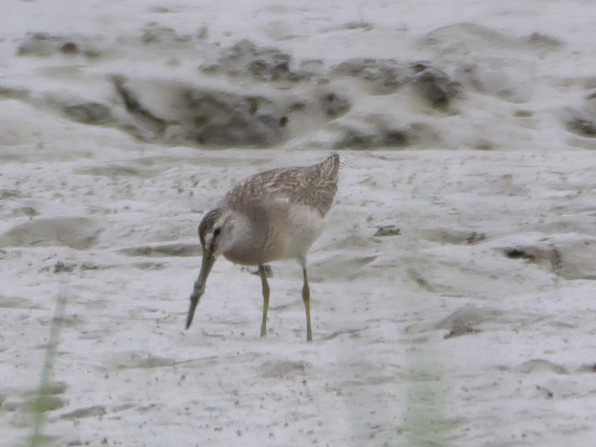 Short-billed Dowitcher - ML641082438