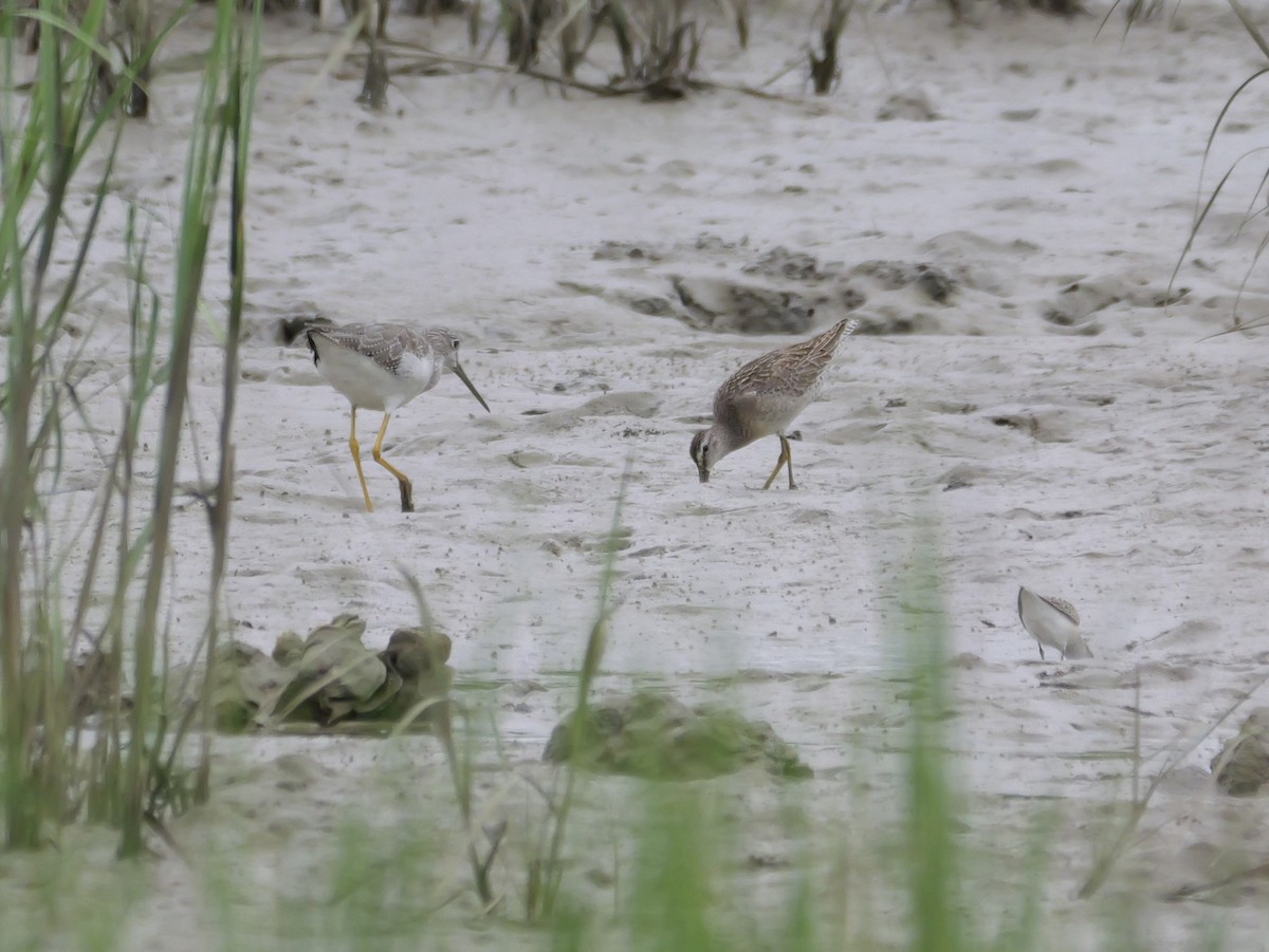 Short-billed Dowitcher - ML641082439