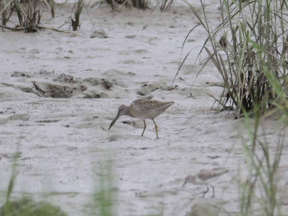 Short-billed Dowitcher - ML641082440