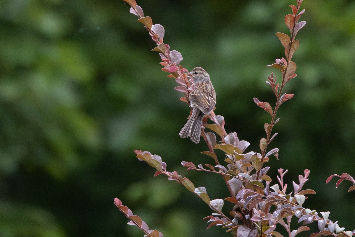 Chipping Sparrow - ML641082444