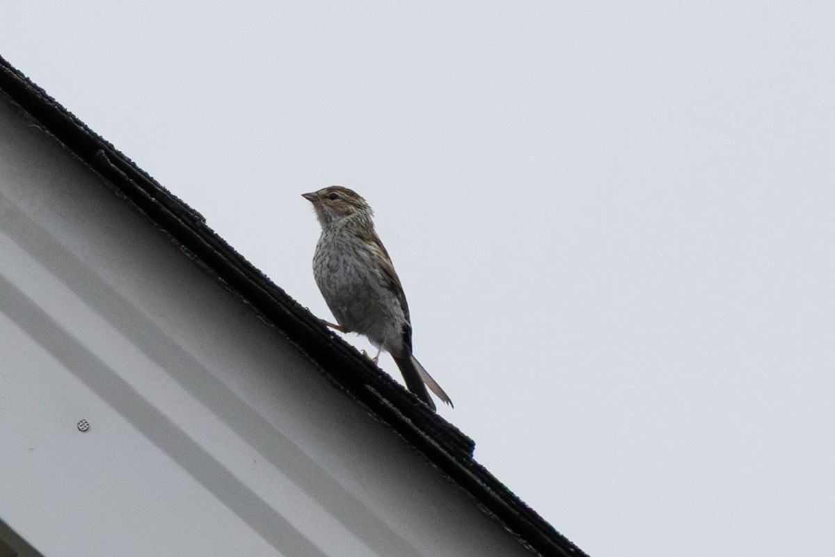Chipping Sparrow - ML641082446