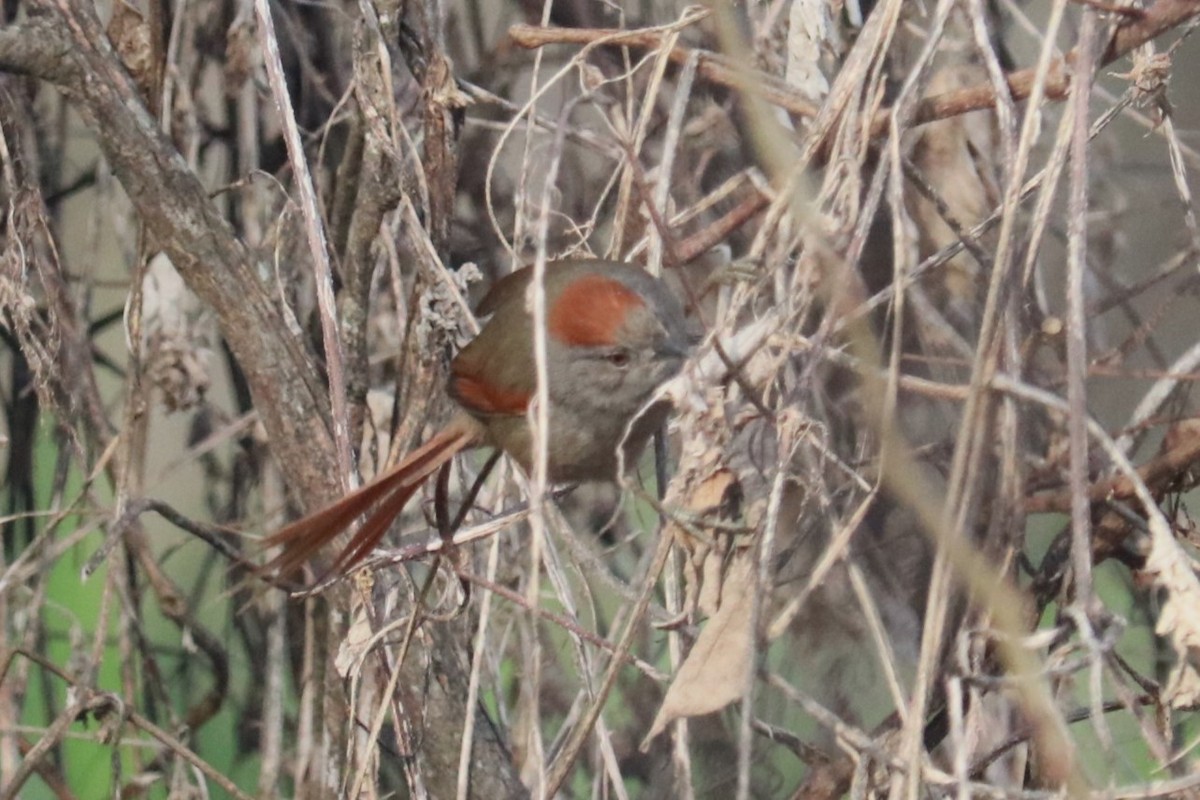 Sooty-fronted Spinetail - ML641082449