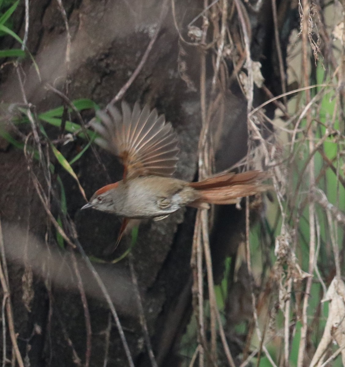 Sooty-fronted Spinetail - ML641082486