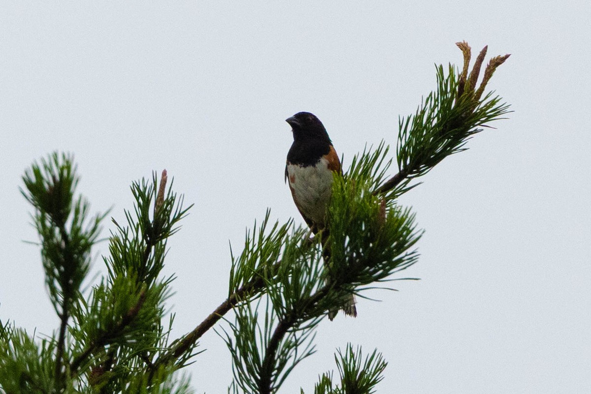 Eastern Towhee - ML641082494