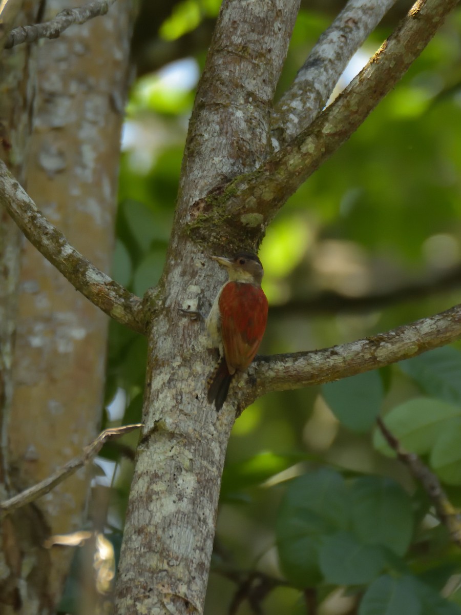 Scarlet-backed Woodpecker - ML641082506