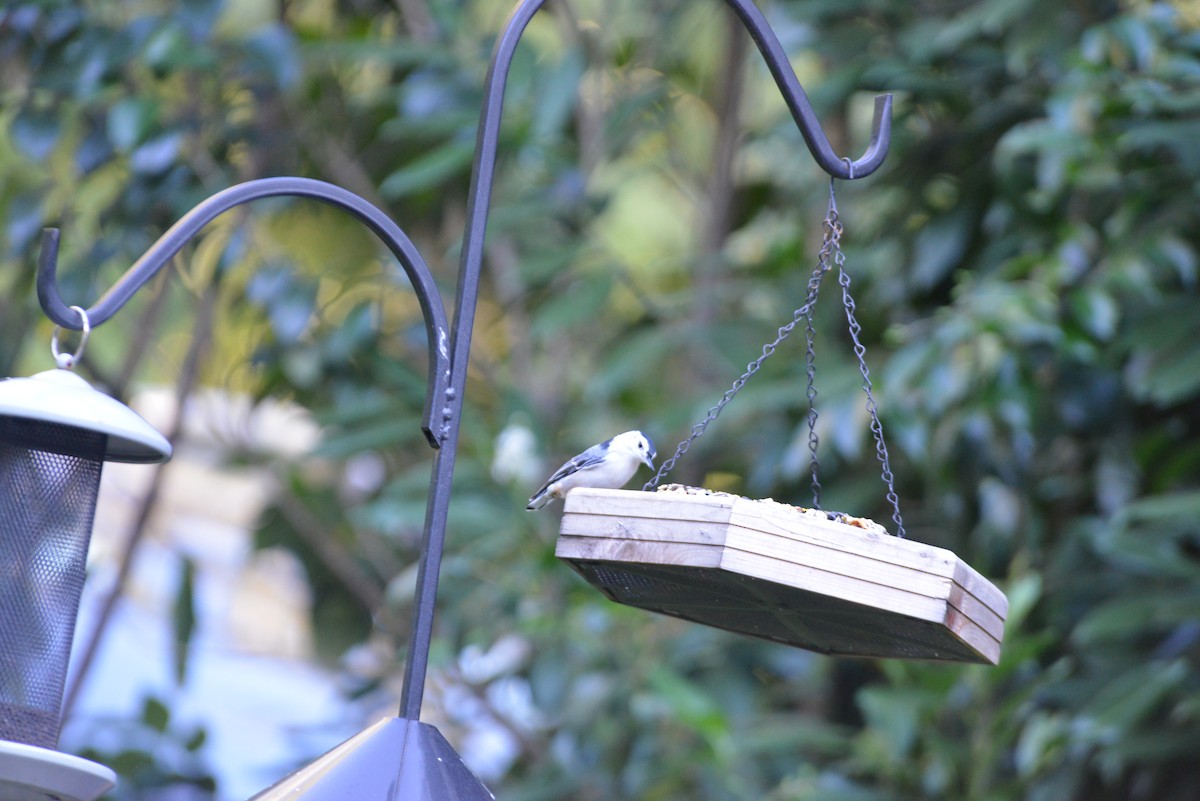 White-breasted Nuthatch - ML641082510
