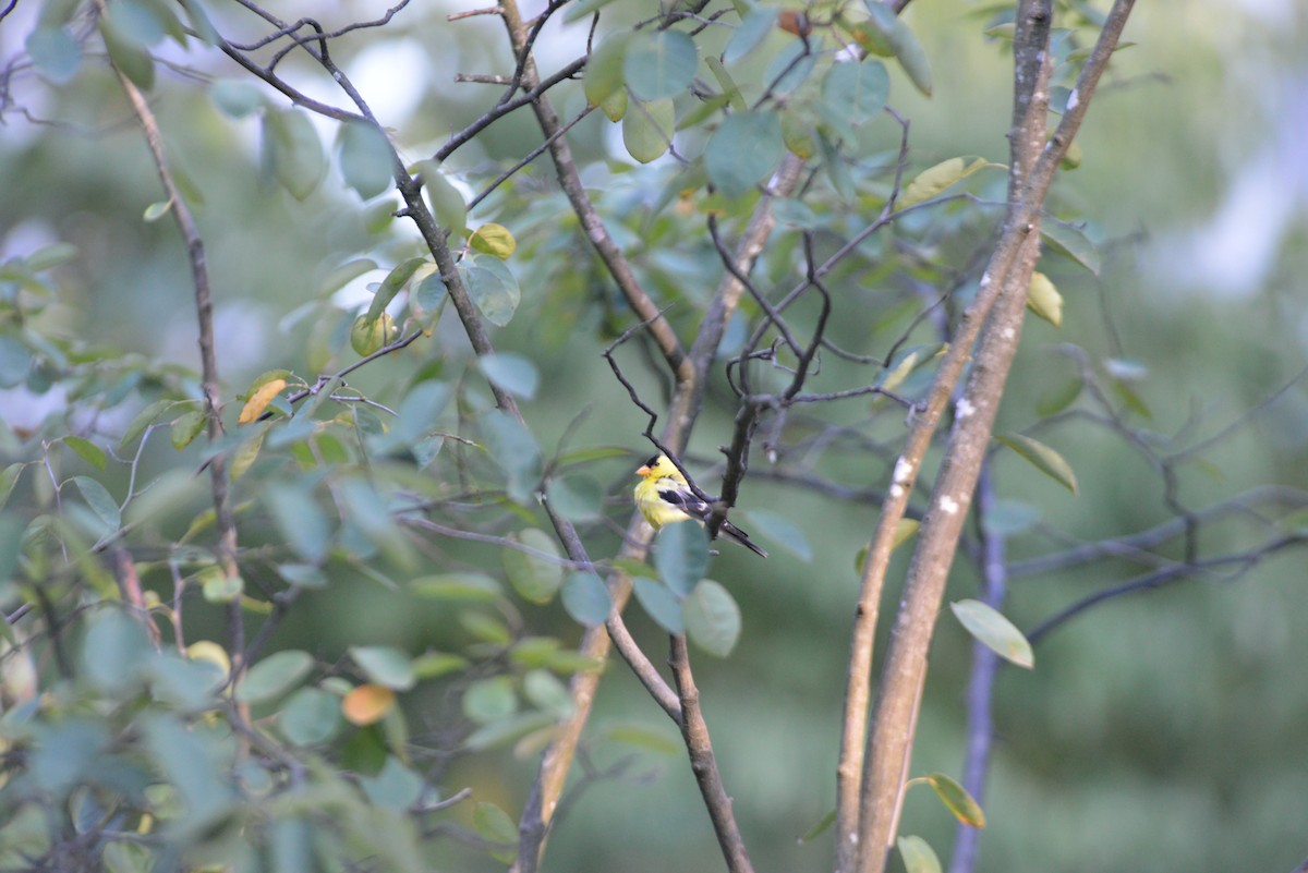 Chardonneret jaune - ML641082606