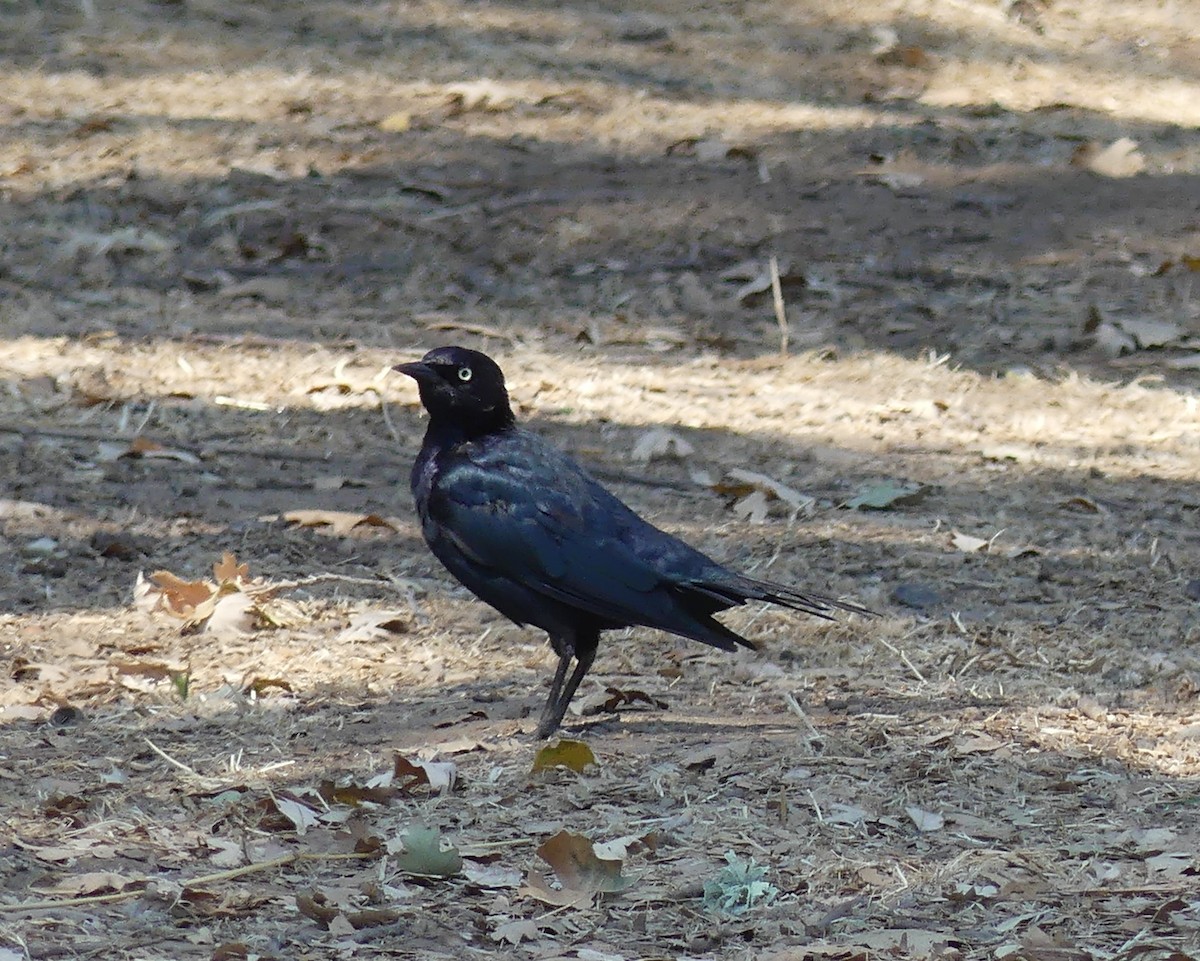 Brewer's Blackbird - ML641082608
