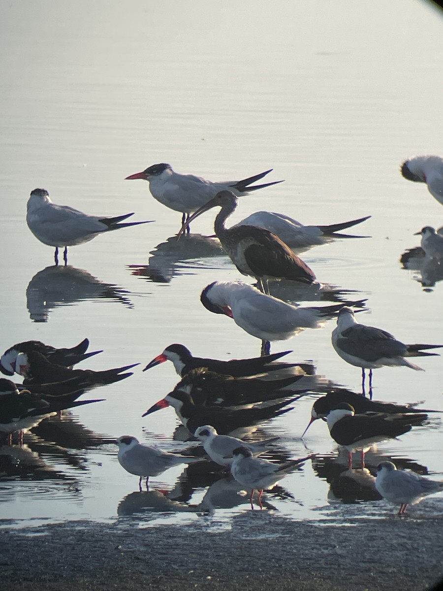 White Ibis - ML641082671