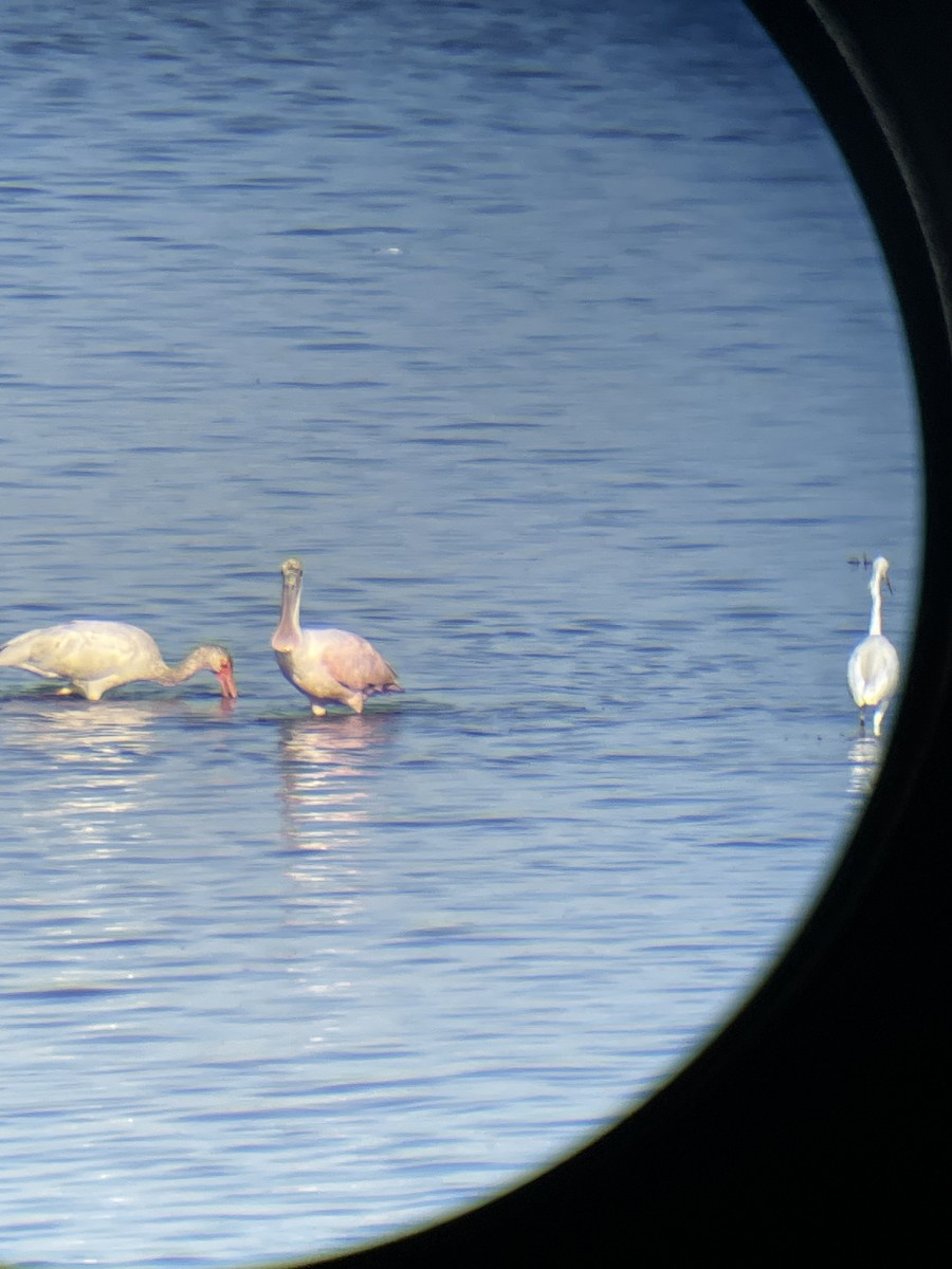 White Ibis - ML641082672