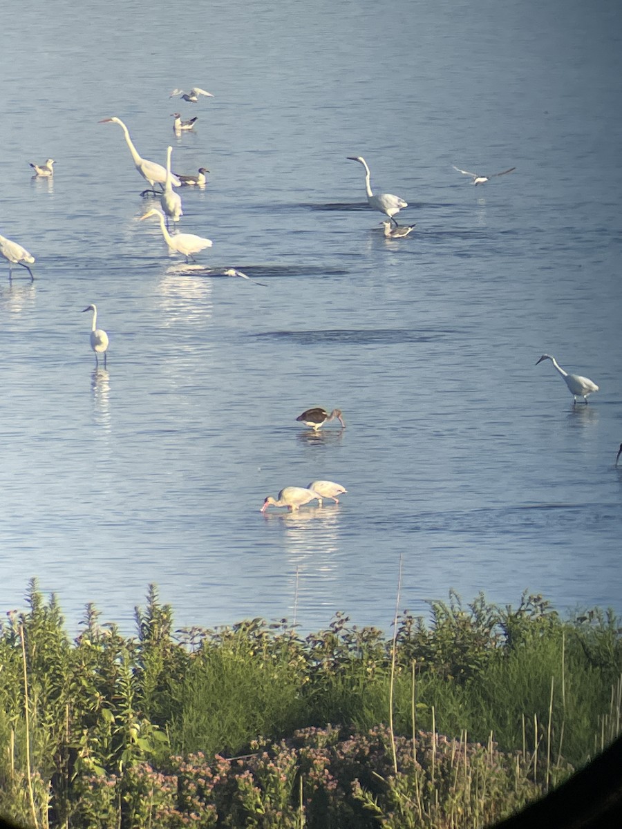 White Ibis - ML641082676