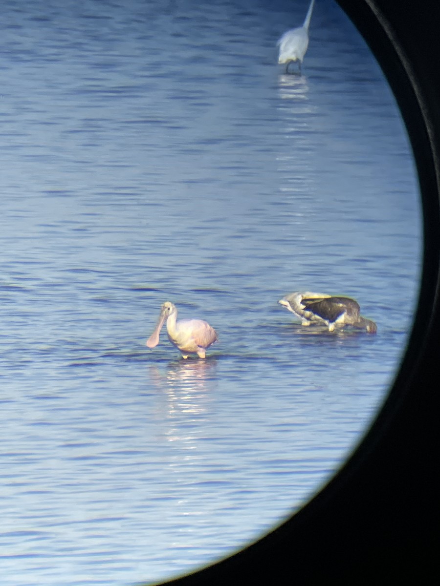 White Ibis - ML641082678