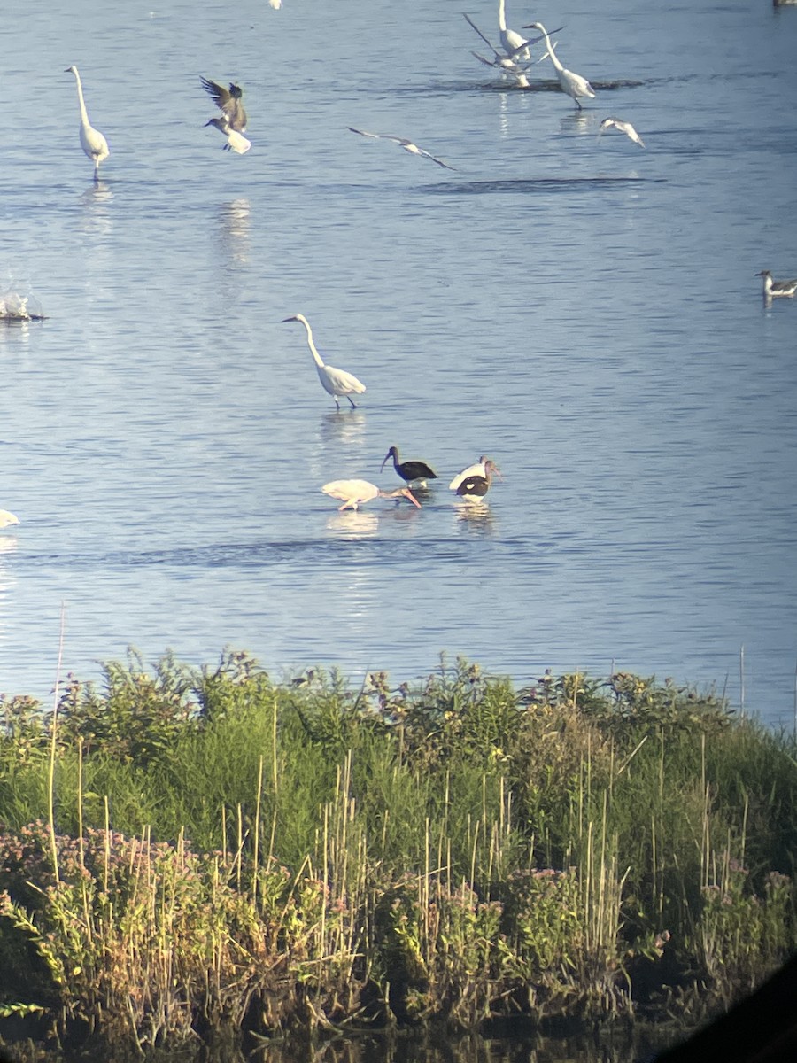White Ibis - ML641082682
