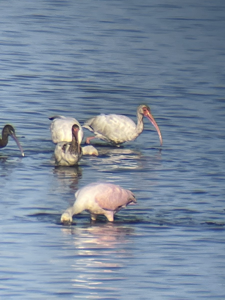 White Ibis - ML641082683