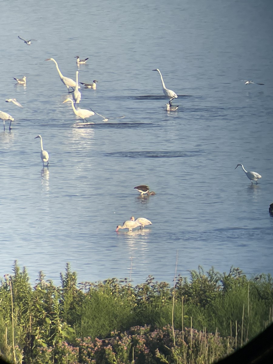 White Ibis - ML641082686
