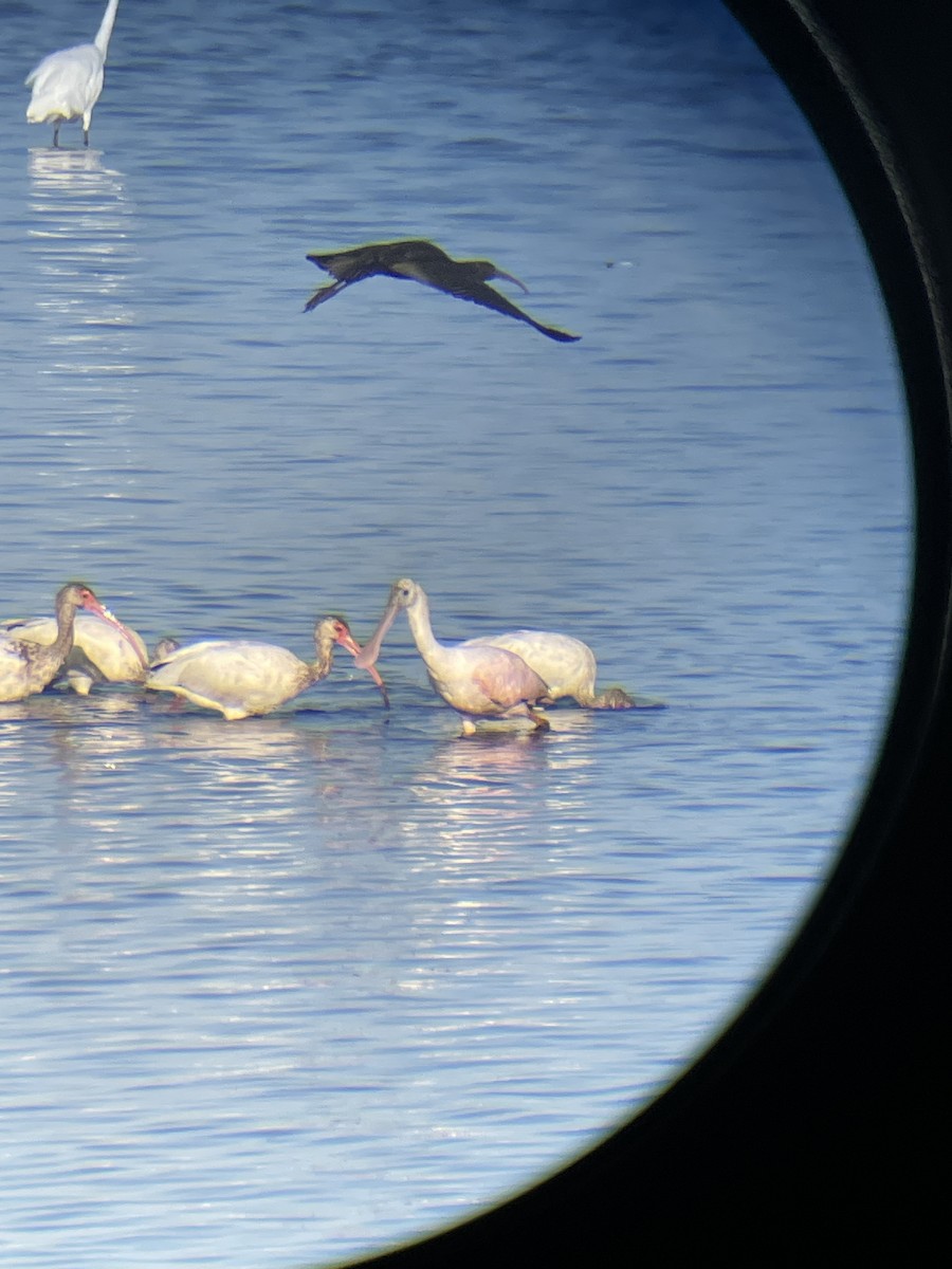 White Ibis - ML641082688