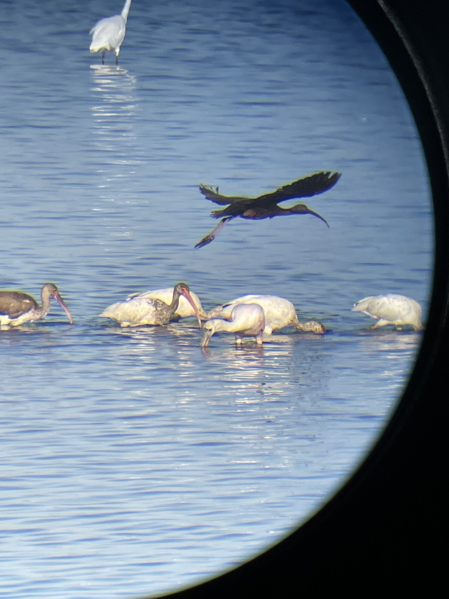 White Ibis - ML641082689