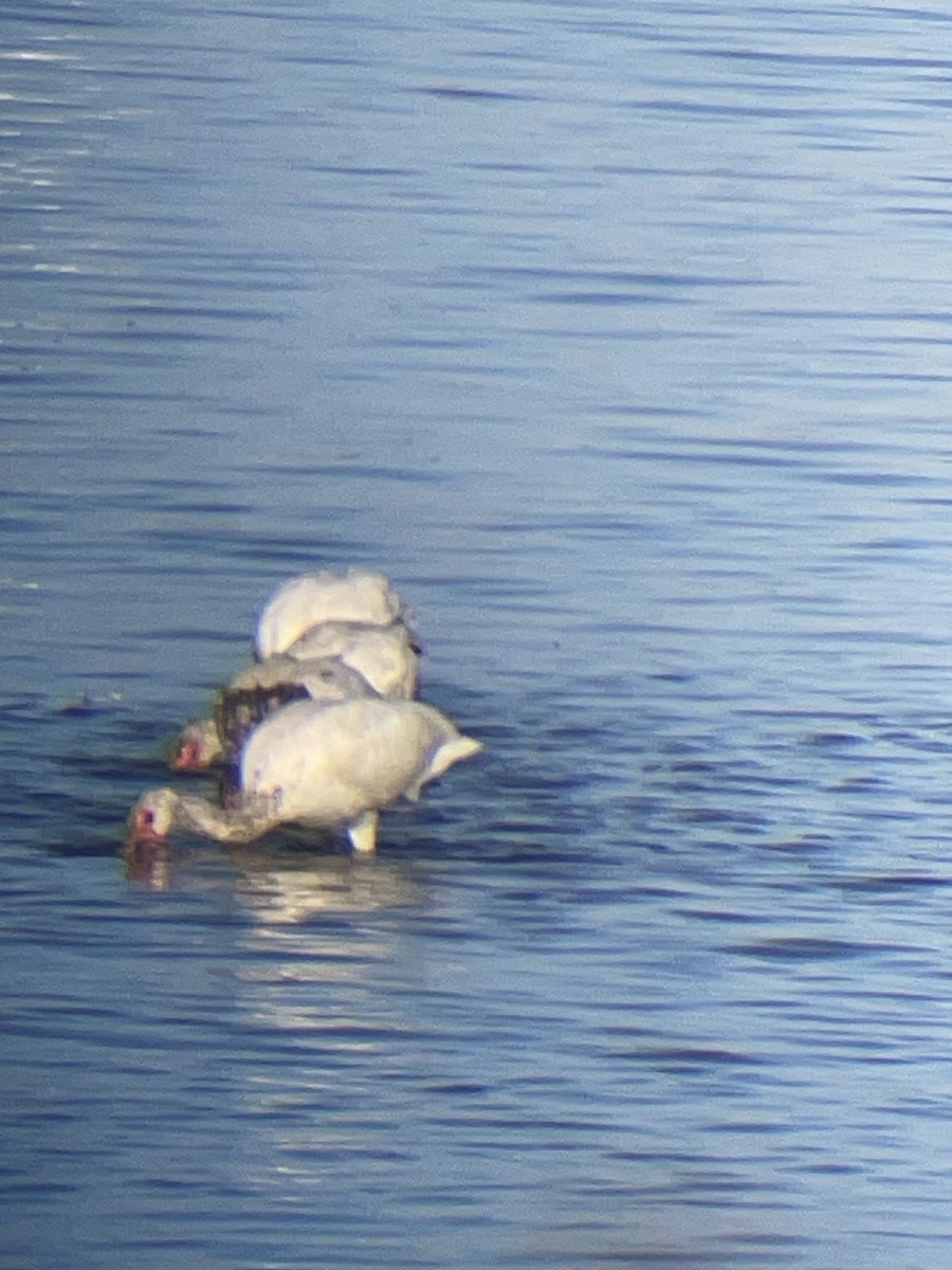 White Ibis - ML641082692