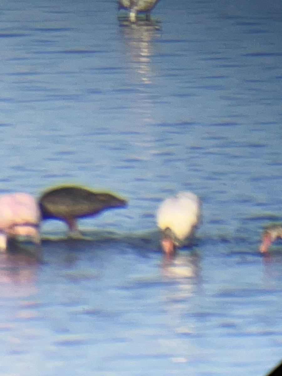 White Ibis - ML641082694