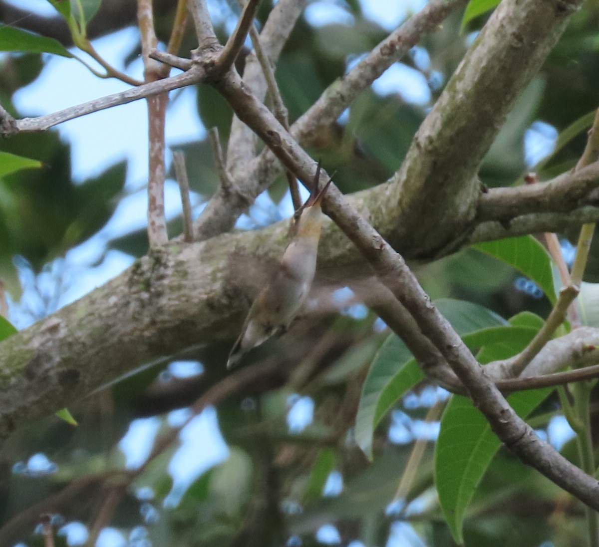 Ruby-throated Hummingbird - ML641082711