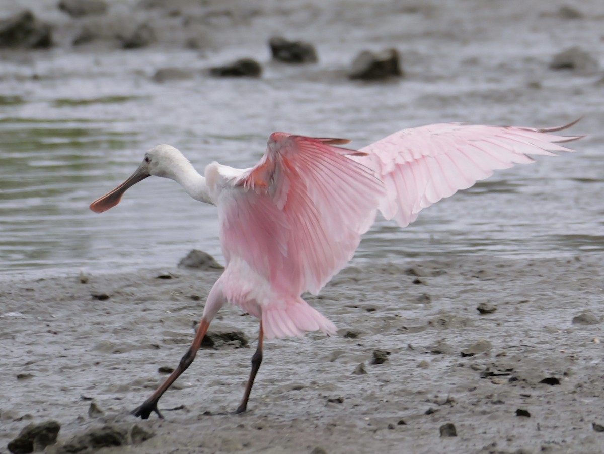Roseate Spoonbill - ML641082738