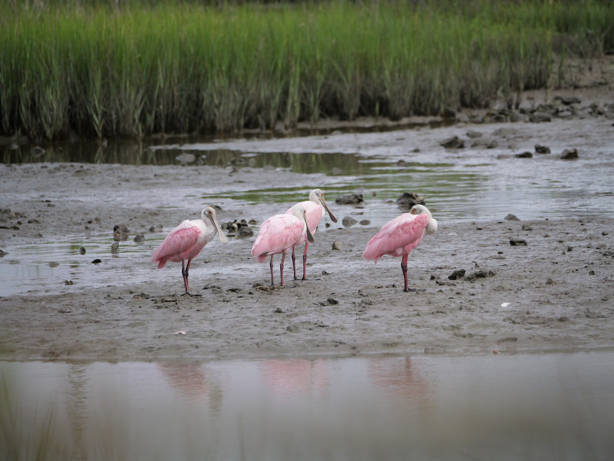 Roseate Spoonbill - ML641082740