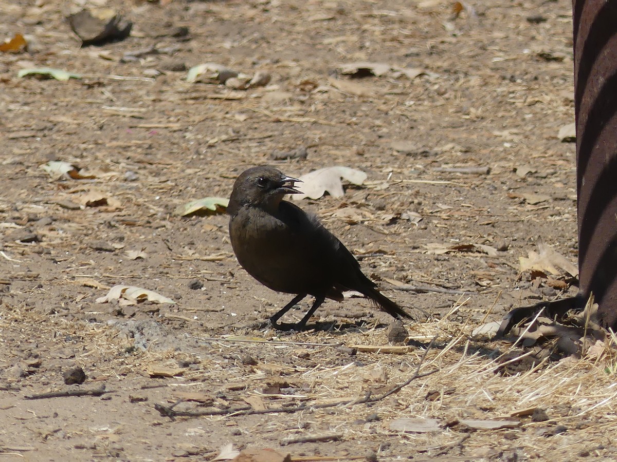 purpurhodetrupial - ML641082750