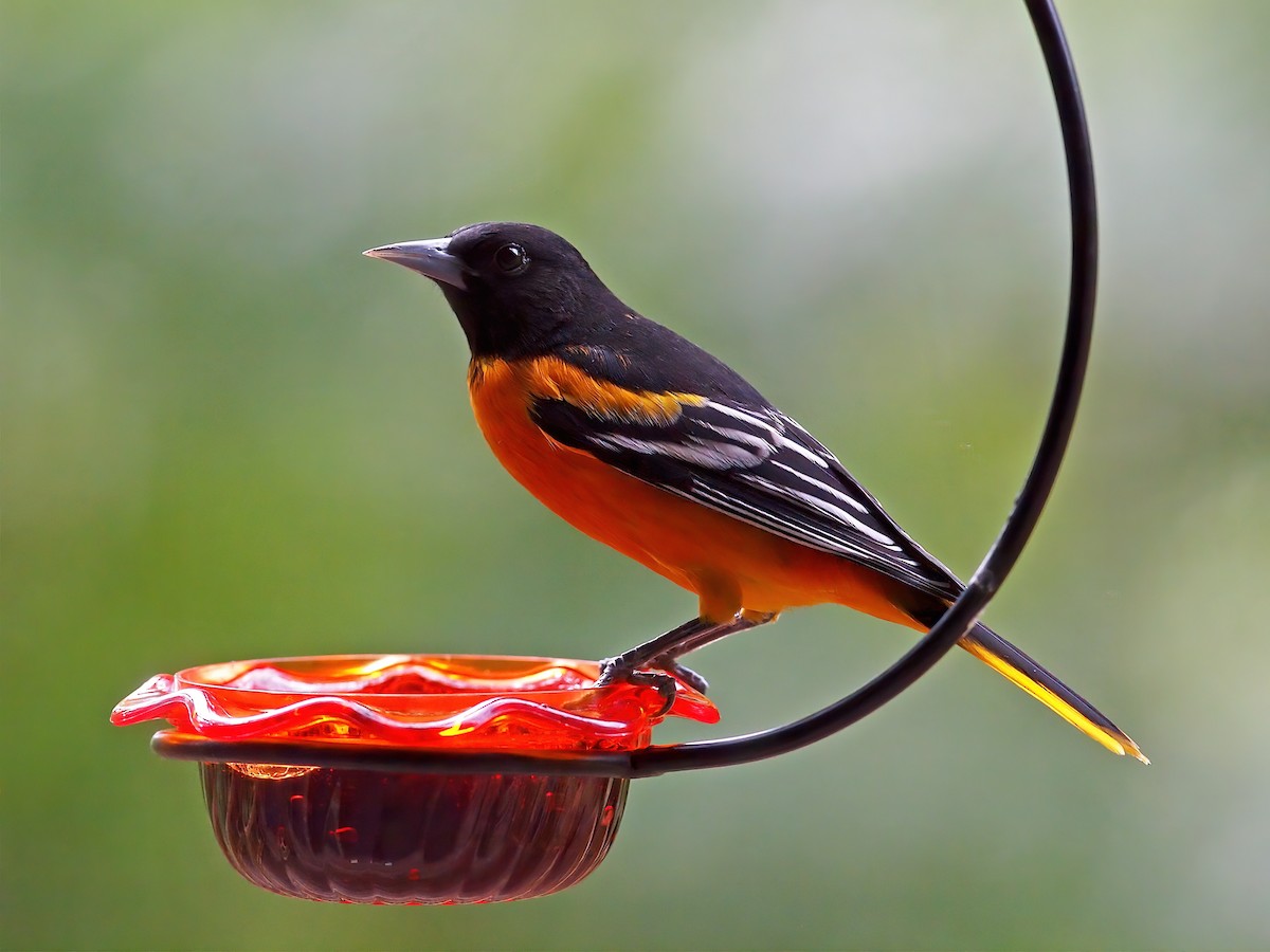 Baltimore Oriole - ML641082754