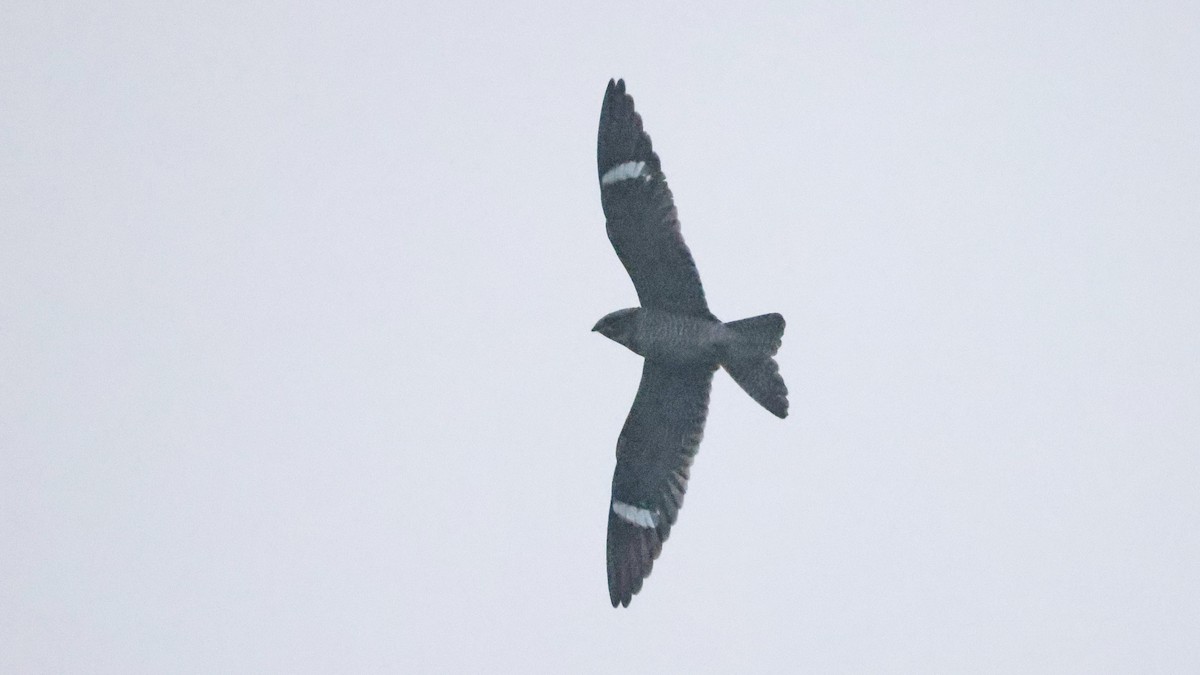 Common Nighthawk - ML641082759