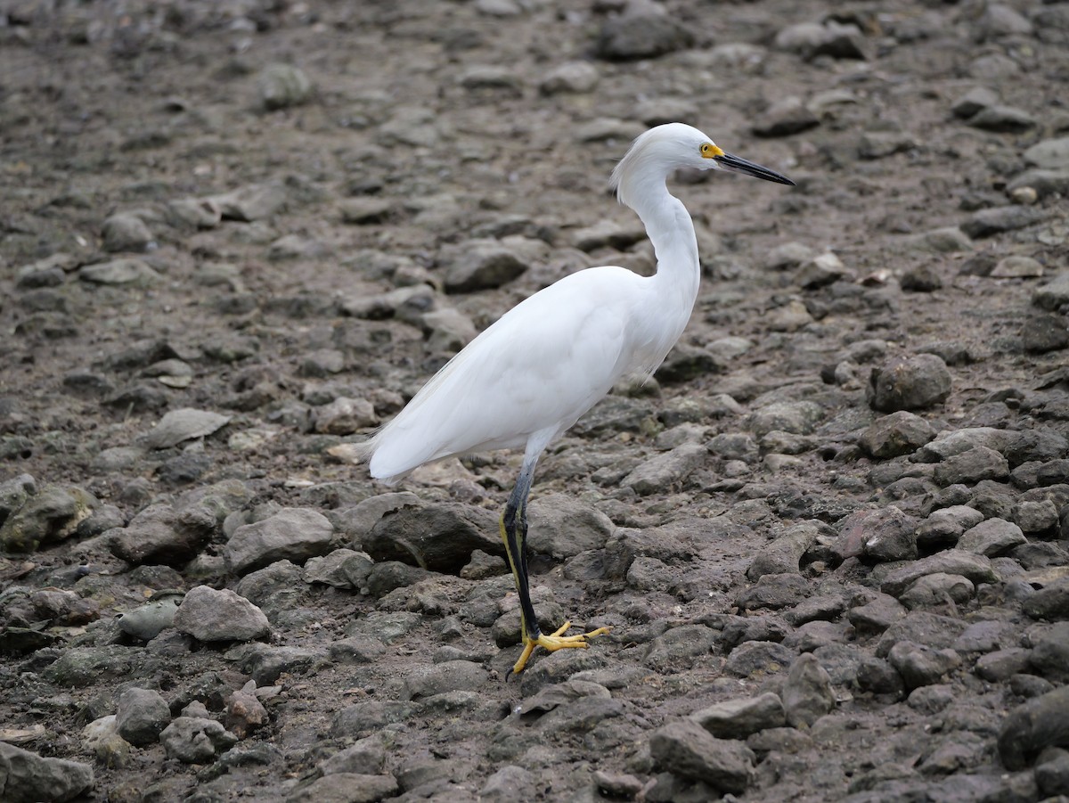 Snowy Egret - ML641082804