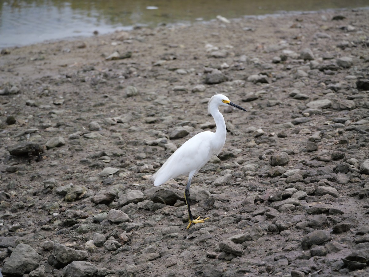 Snowy Egret - ML641082805