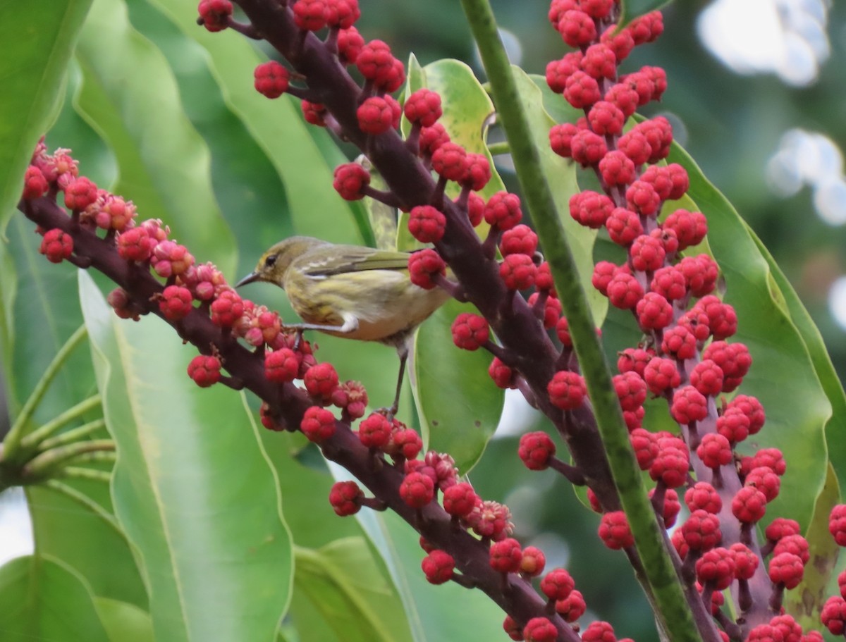 Cape May Warbler - ML641082808