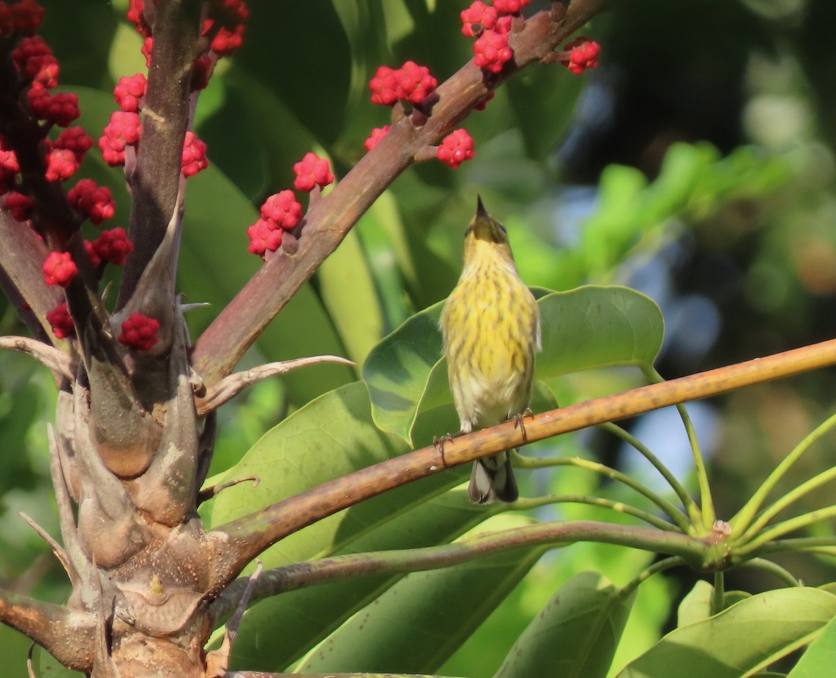 Cape May Warbler - ML641082809