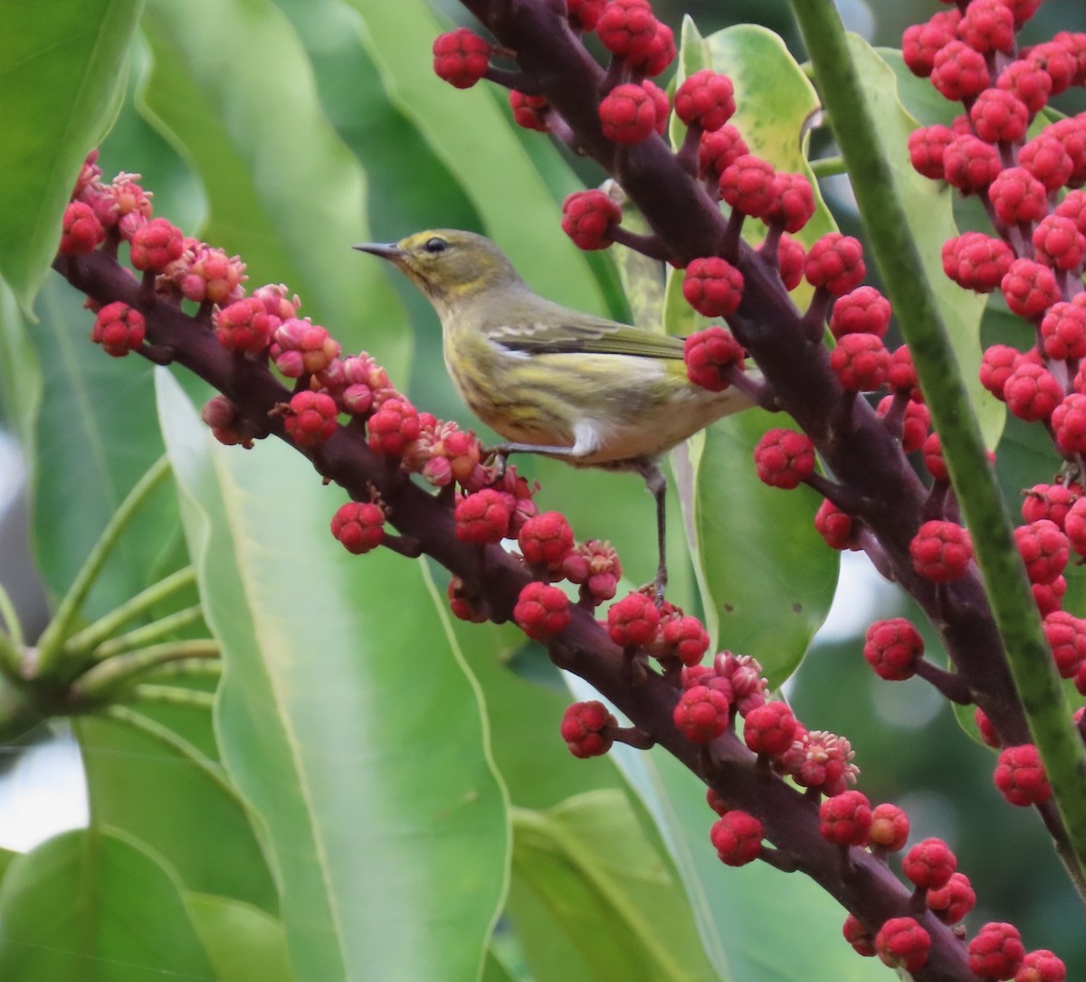 Cape May Warbler - ML641082810